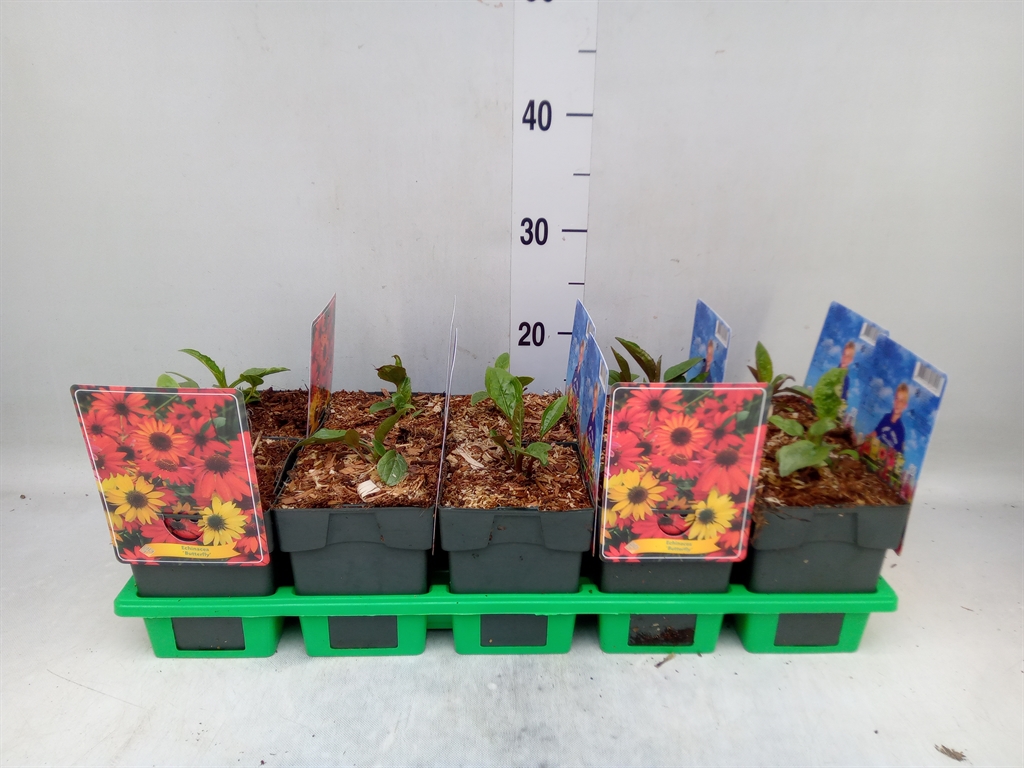 Горшечные цветы и растения оптом Echinacea Purp. от 10шт из Голландии с доставкой по России