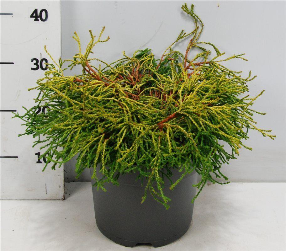 Горшечные цветы и растения оптом Chamaecyparis Obt Gitte от 1шт из Голландии с доставкой по России