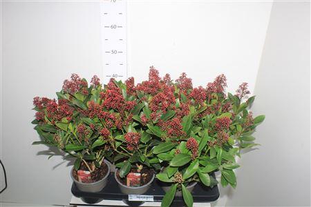 Горшечные цветы и растения оптом Skim J Rubella 10+ от 6шт из Голландии с доставкой по России