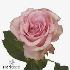 Срезанные цветы оптом Rosa la paloma steffi от 40шт из Голландии с доставкой по России