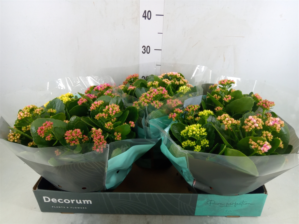 Горшечные цветы и растения оптом Kalanchoe Blos.   ..rosebud Mix/pot от 3шт из Голландии с доставкой по России