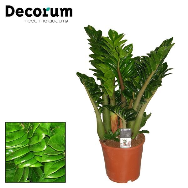 Горшечные цветы и растения оптом Zamioculcas Zenzi 6+(decorum) от 1шт из Голландии с доставкой по России