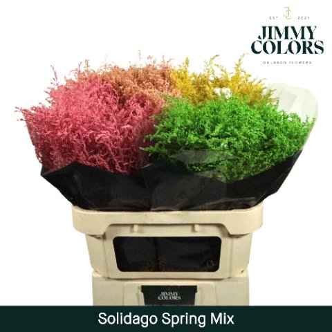 Срезанные цветы оптом Solidago paint mix spring от 100шт из Голландии с доставкой по России