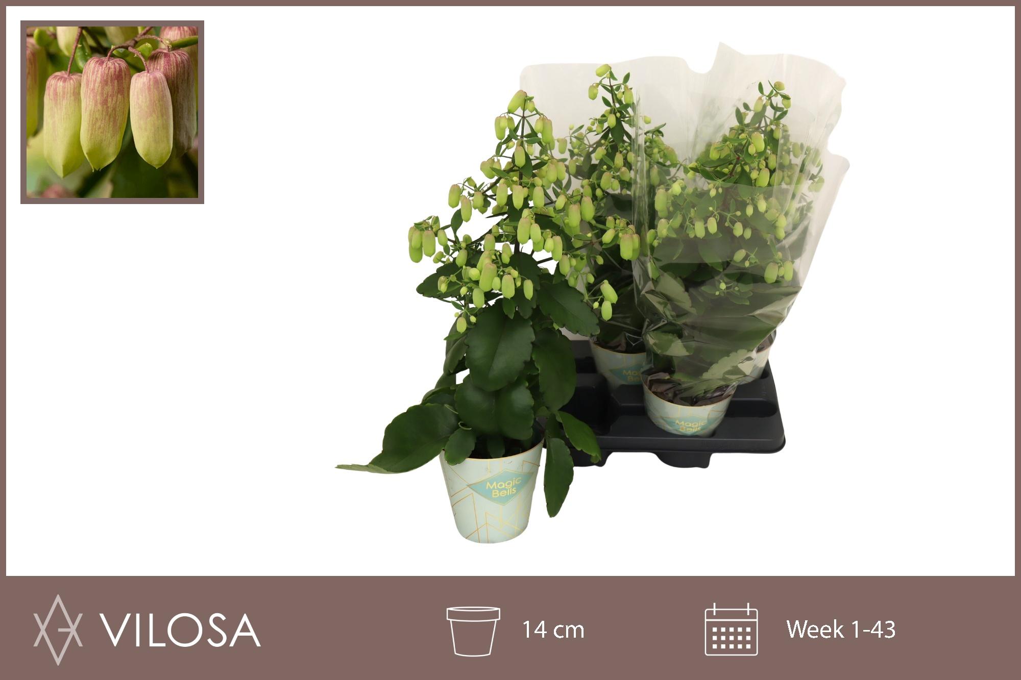 Горшечные цветы и растения оптом Kal Magic Bells от 4шт из Голландии с доставкой по России