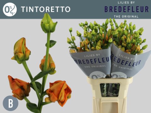 Срезанные цветы оптом Lilium la tintoretto от 50шт из Голландии с доставкой по России