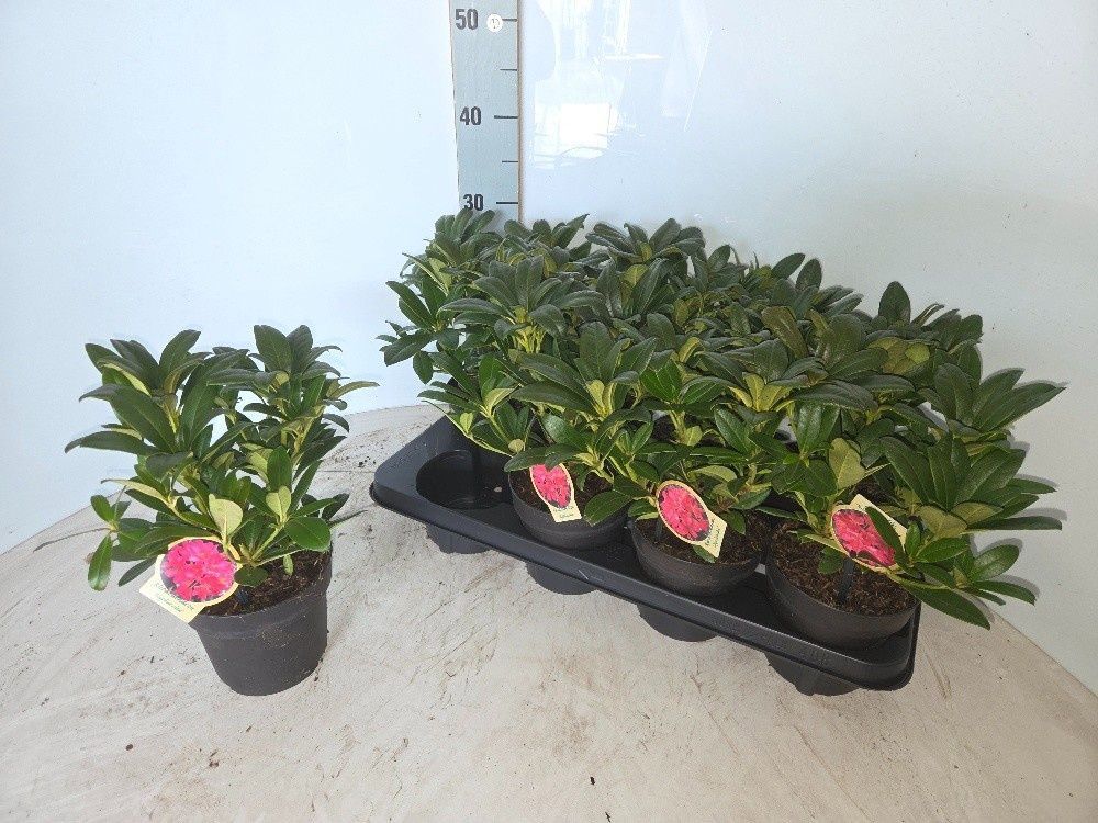 Горшечные цветы и растения оптом Rhod Ov от 8шт из Голландии с доставкой по России