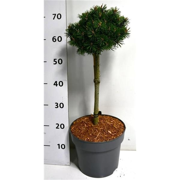 Горшечные цветы и растения оптом Pinus Mugo Humpy On Stem от 1шт из Голландии с доставкой по России