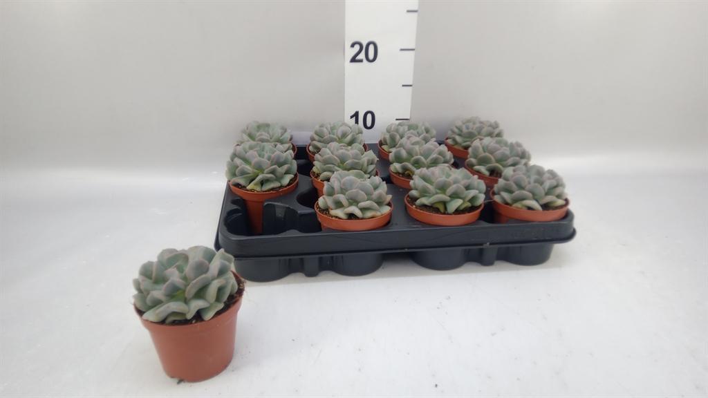 Горшечные цветы и растения оптом Echeveria ... от 12шт (для телеги) из Голландии с доставкой по России