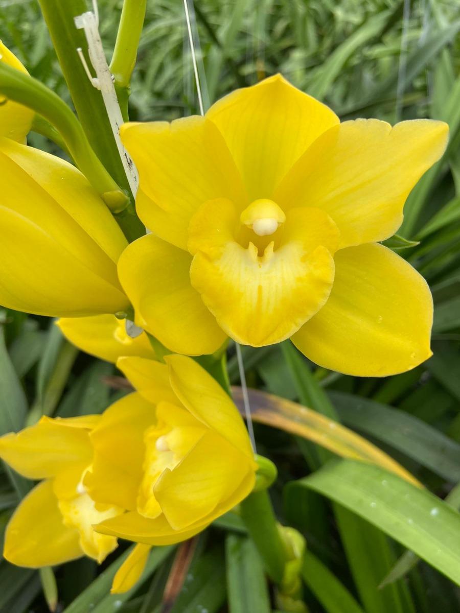 Срезанные цветы оптом Minicymbidium yellow kasuda fantasy carioca от 10шт из Голландии с доставкой по России