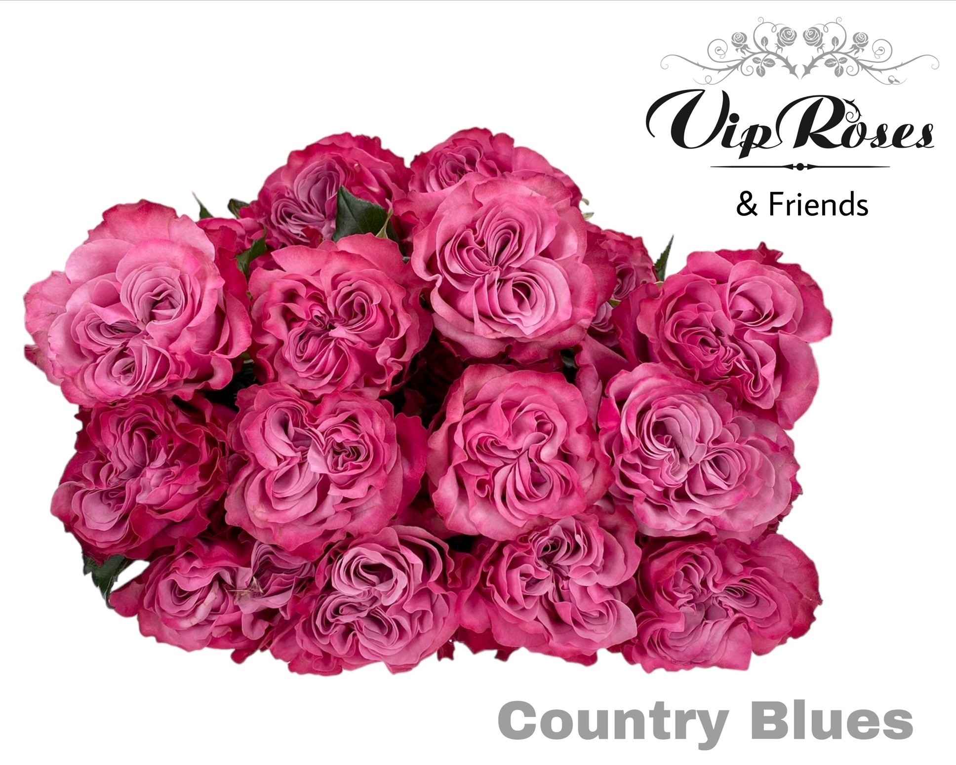 Срезанные цветы оптом Rosa la country spirit blues от 25шт из Голландии с доставкой по России