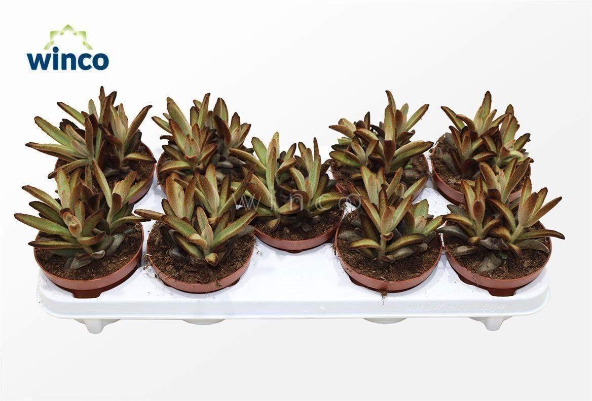Горшечные цветы и растения оптом Kalanchoe Tomentosa от 8шт из Голландии с доставкой по России