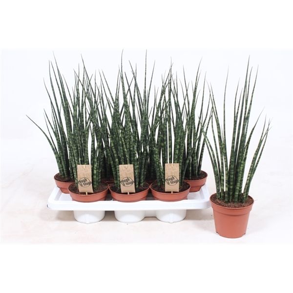 Горшечные цветы и растения оптом Sansevieria Fernwood Mikado от 7шт из Голландии с доставкой по России