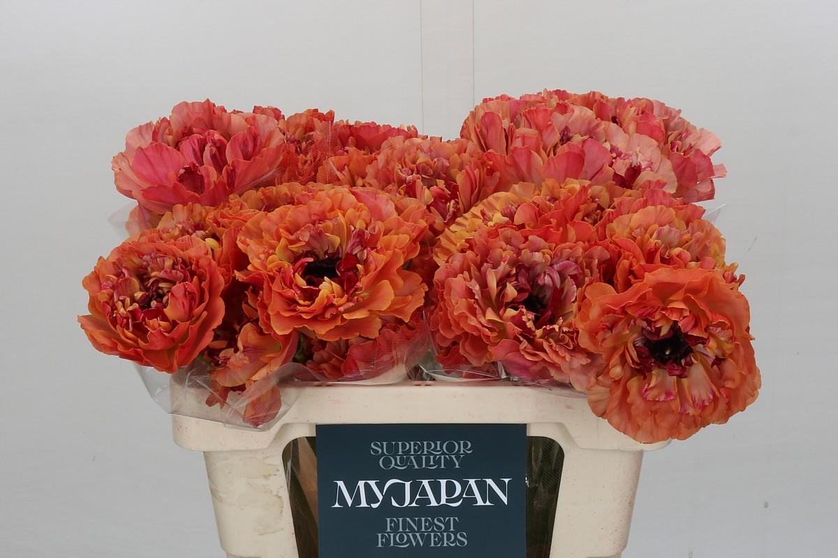 Срезанные цветы оптом Ranunculus charlotte orange от 50шт из Голландии с доставкой по России