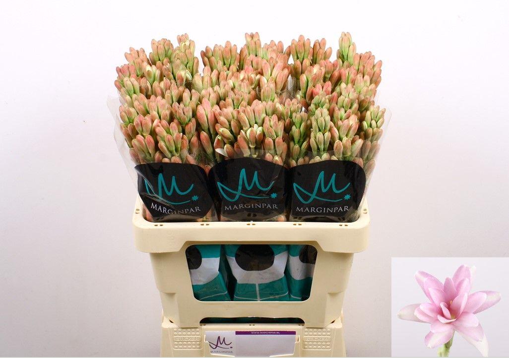 Срезанные цветы оптом Polianthes epic elle от 60шт из Голландии с доставкой по России