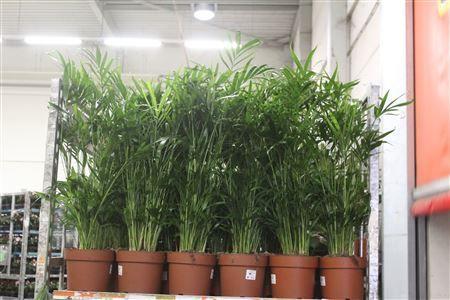 Горшечные цветы и растения оптом ** Chamaed Cataractarum 50 Pp ** Promo от 1шт из Голландии с доставкой по России