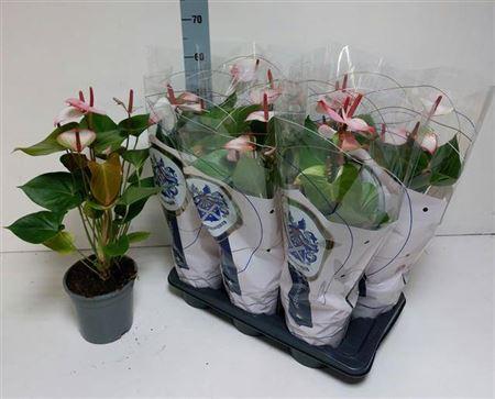 Горшечные цветы и растения оптом Anthu An Pr Am Elega 8+ * Sprinmg Deal * от 6шт из Голландии с доставкой по России