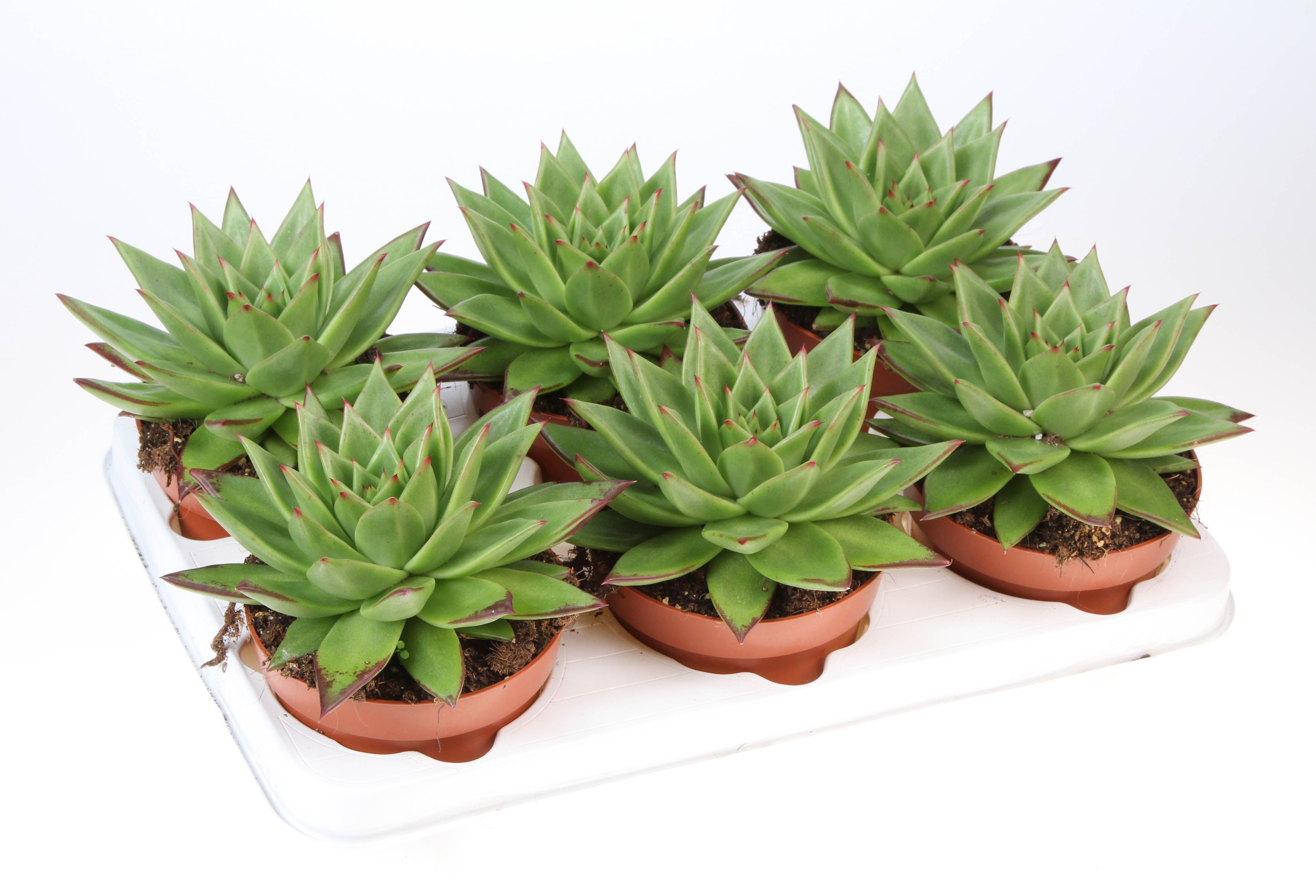 Горшечные цветы и растения оптом Echeveria Agavoides Ebony от 6шт из Голландии с доставкой по России