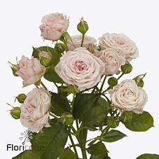 Срезанные цветы оптом Rosa spray aerobic от 30шт из Голландии с доставкой по России