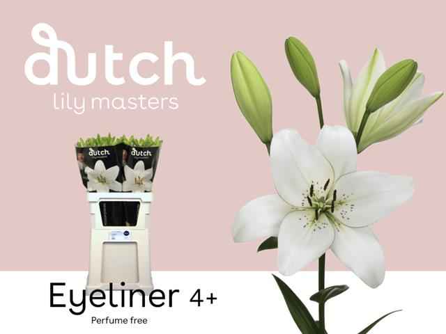 Срезанные цветы оптом Lilium la eyeliner от 60шт из Голландии с доставкой по России