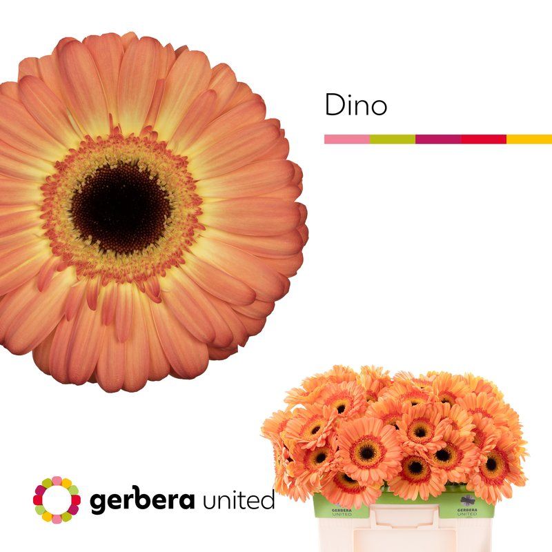 Срезанные цветы оптом Gerbera dino+ от 50шт из Голландии с доставкой по России