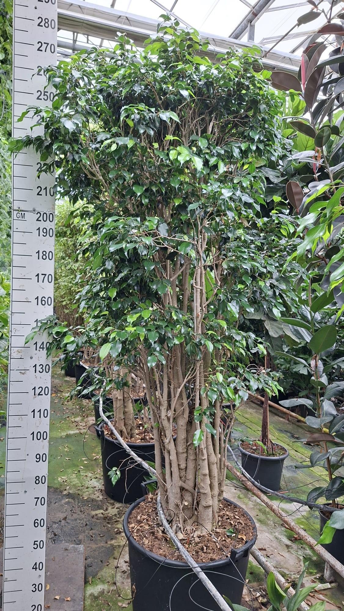 Горшечные цветы и растения оптом Ficus Benjamina Danielle Multi от 1шт из Голландии с доставкой по России
