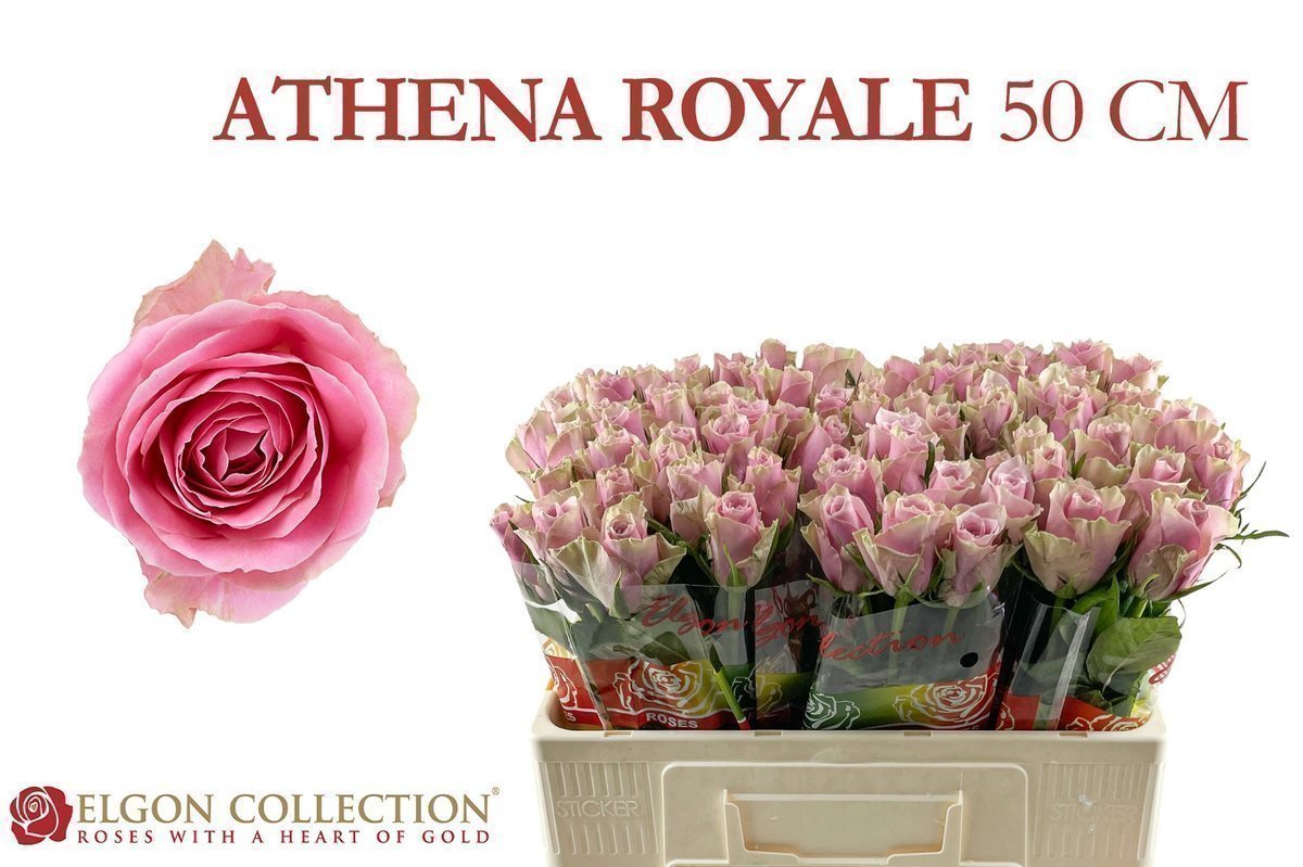 Срезанные цветы оптом Rosa large athena royale от 80шт. из Голландии с доставкой по России