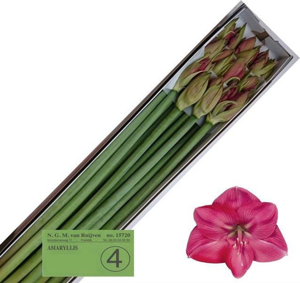 Срезанные цветы оптом Hippeastrum hercules от 12шт из Голландии с доставкой по России