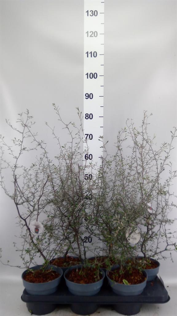 Горшечные цветы и растения оптом Corokia Cotoneaster от 6шт из Голландии с доставкой по России