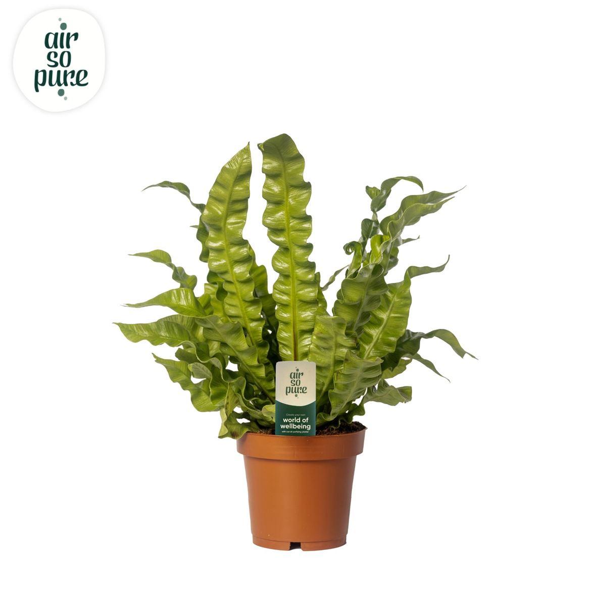 Горшечные цветы и растения оптом Asplenium Crispy Wave от 8шт из Голландии с доставкой по России