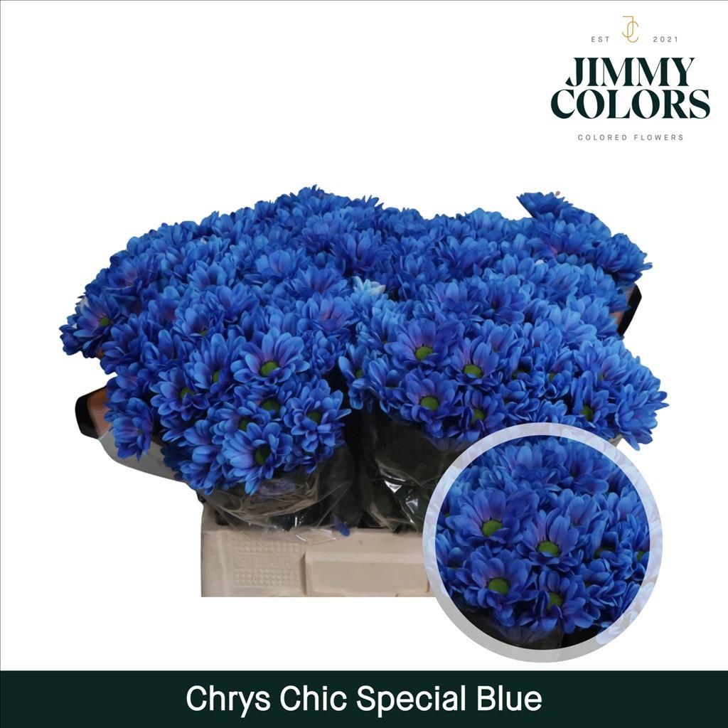 Срезанные цветы оптом Chrys sp paint chic special blue от 40шт из Голландии с доставкой по России