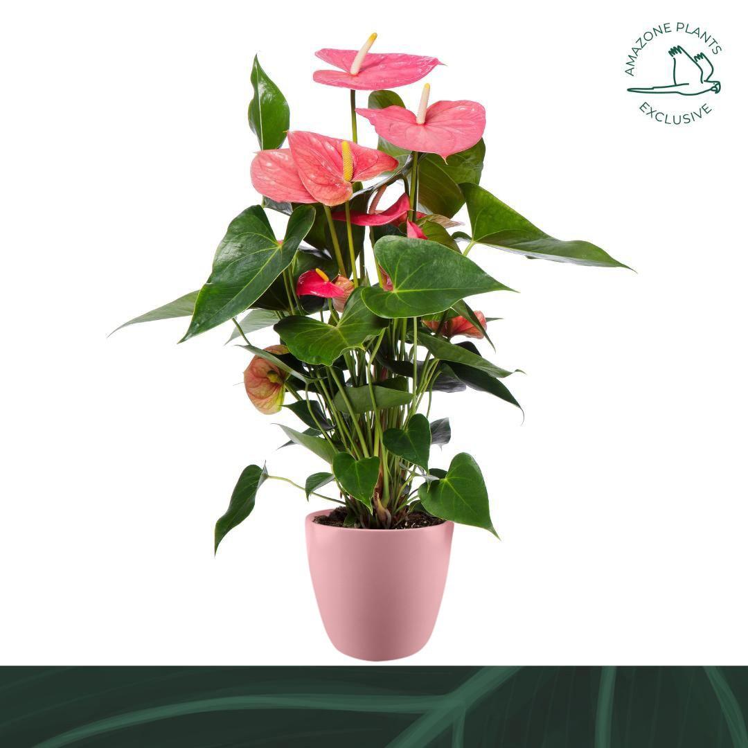 Горшечные цветы и растения оптом Anth An Pink 4+ Ceramic (amazone) от 3шт из Голландии с доставкой по России
