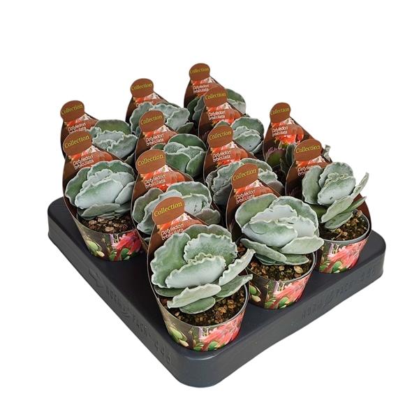 Горшечные цветы и растения оптом Cotyledon Undulatum Potcover от 12шт (для телеги) из Голландии с доставкой по России