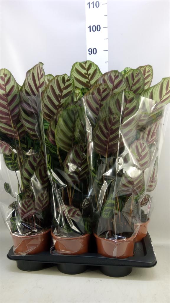 Горшечные цветы и растения оптом Calathea Makoyana от 6шт из Голландии с доставкой по России