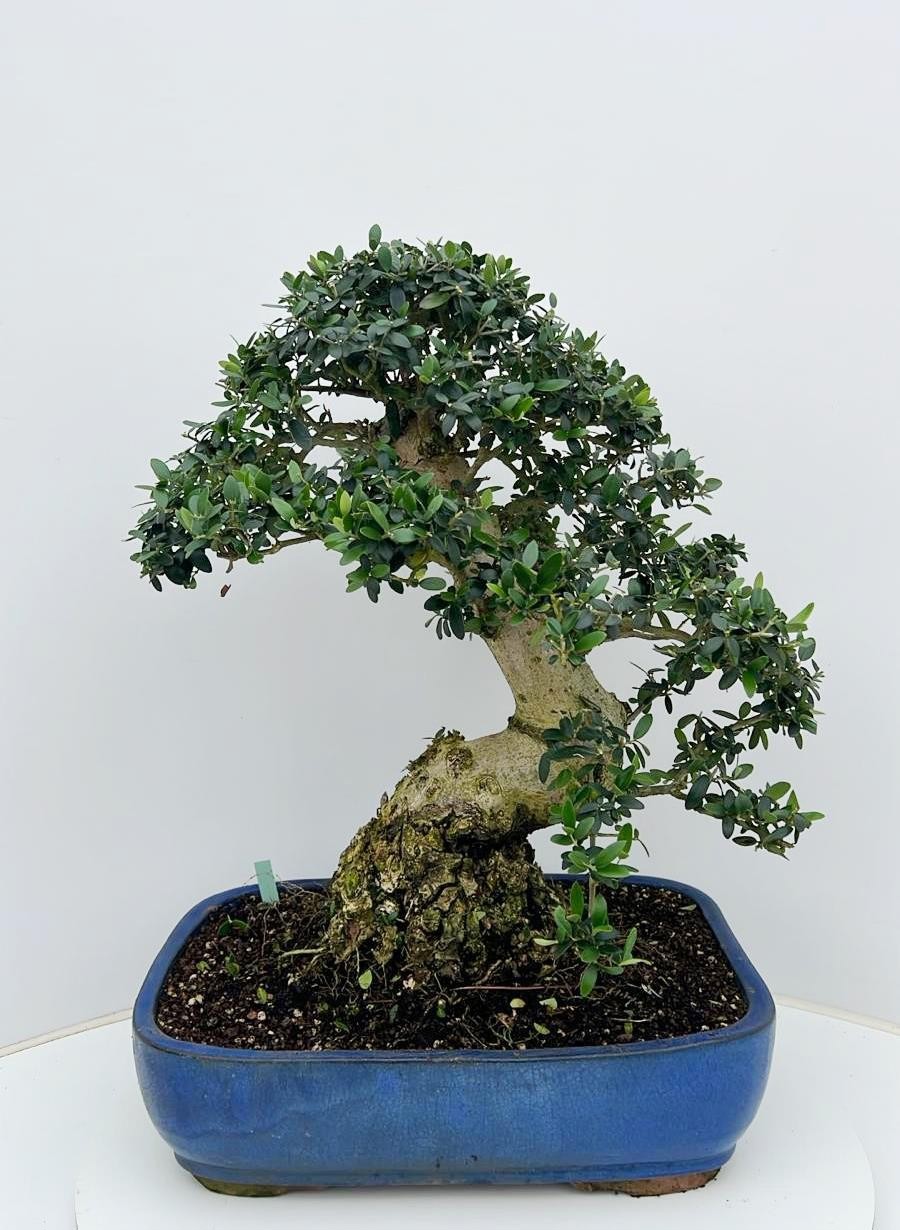 Горшечные цветы и растения оптом Olea Europaea, Pot 40cm. Height 60cm. (single Item от 1шт из Голландии с доставкой по России