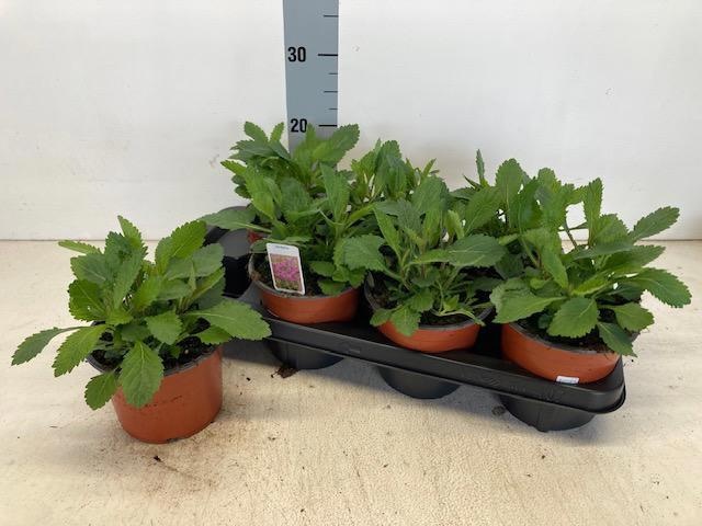 Горшечные цветы и растения оптом Verbe Bonariensis от 7шт из Голландии с доставкой по России