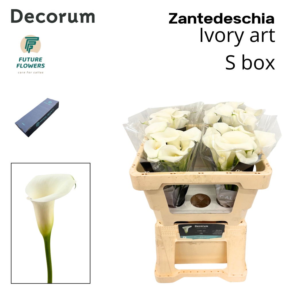 Срезанные цветы оптом Zantedeschia ivory art от 40шт из Голландии с доставкой по России