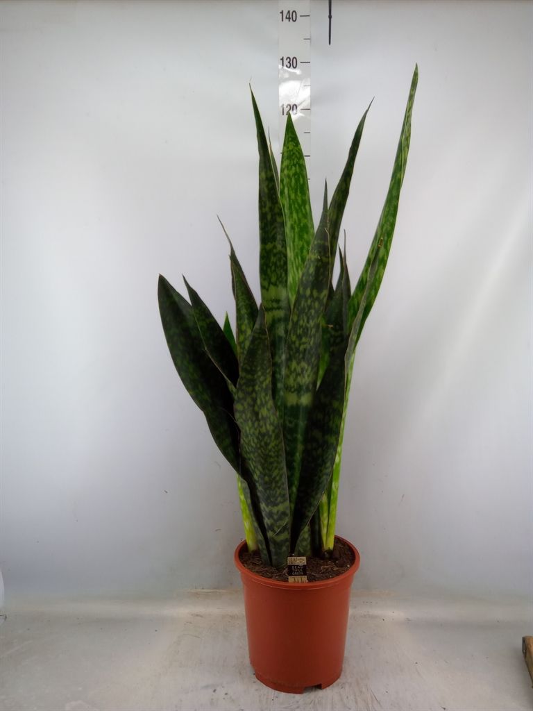 Горшечные цветы и растения оптом Sansevieria Trifa.   ... от 1шт из Голландии с доставкой по России