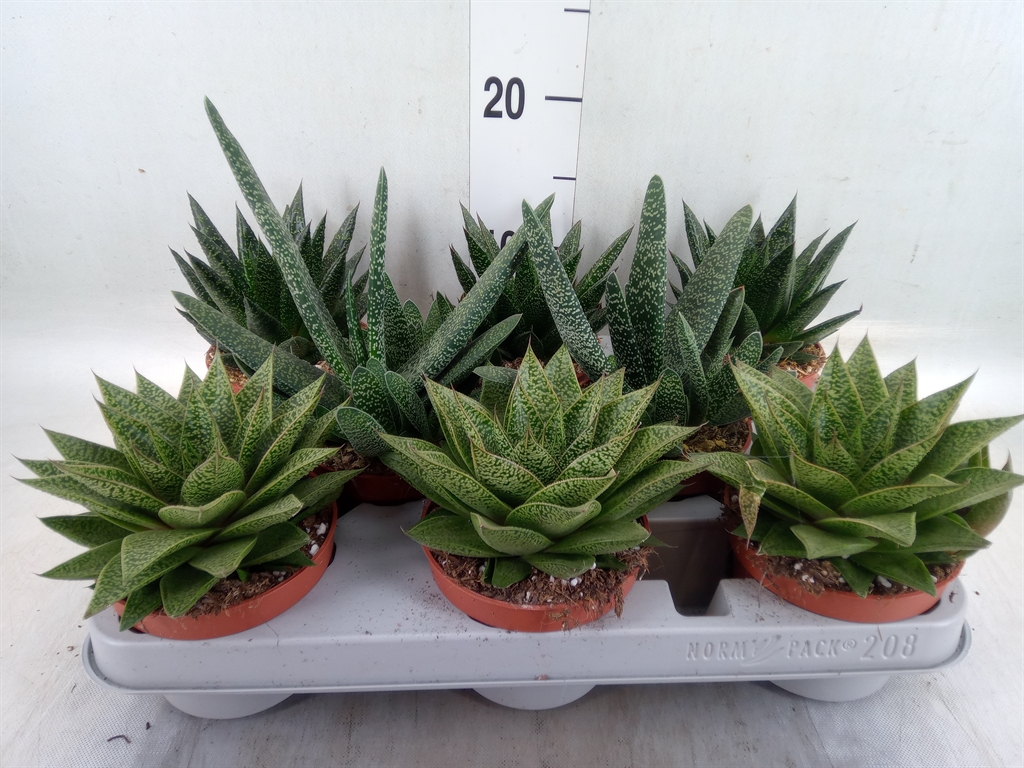 Горшечные цветы и растения оптом Aloe   ...mix от 8шт из Голландии с доставкой по России