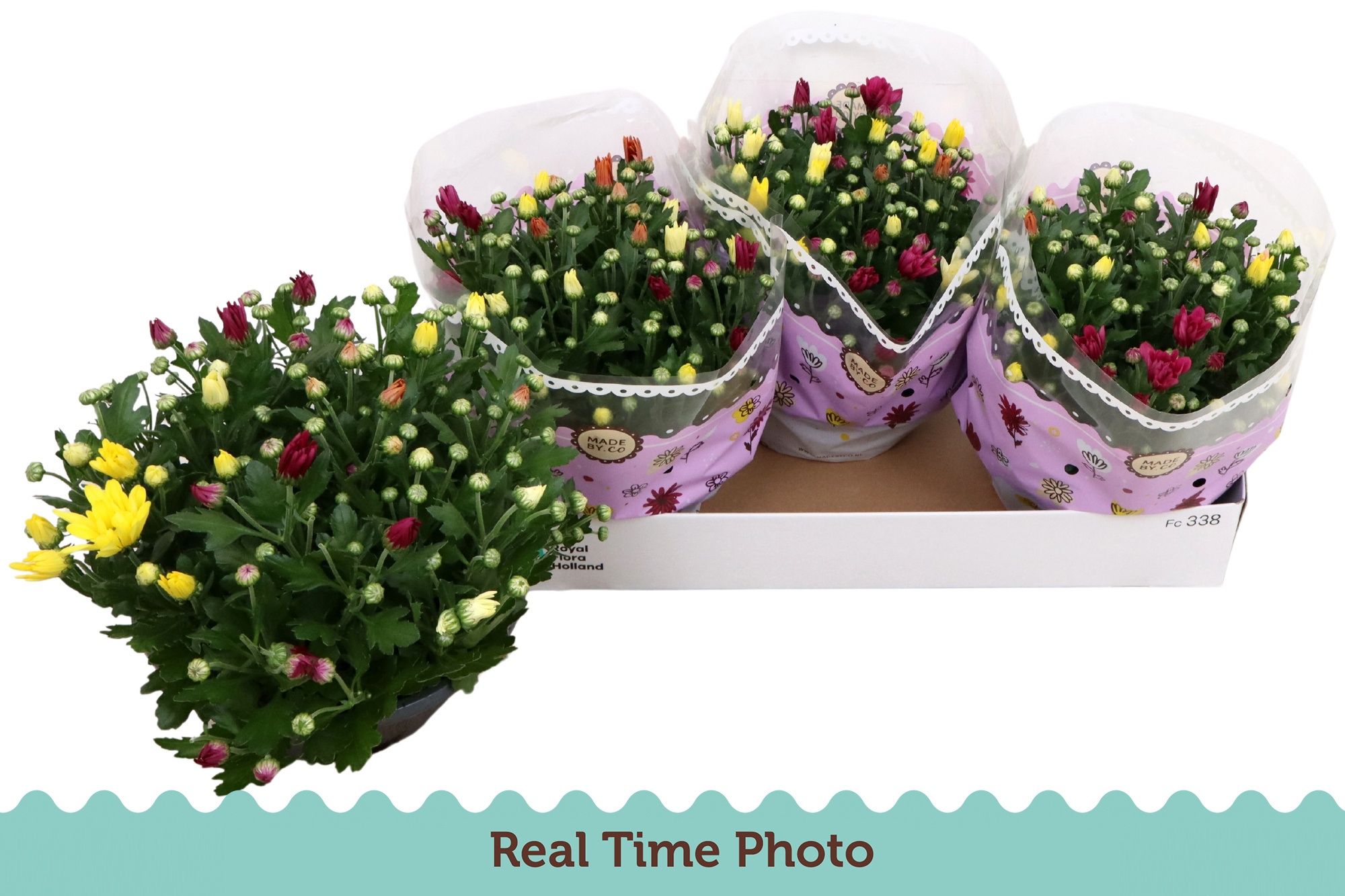 Горшечные цветы и растения оптом Chrys Gem In Pot от 3шт из Голландии с доставкой по России