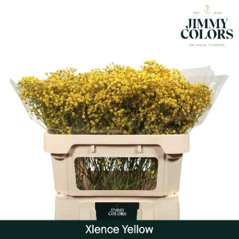 Срезанные цветы оптом Gyps large paint yellow от 75шт из Голландии с доставкой по России