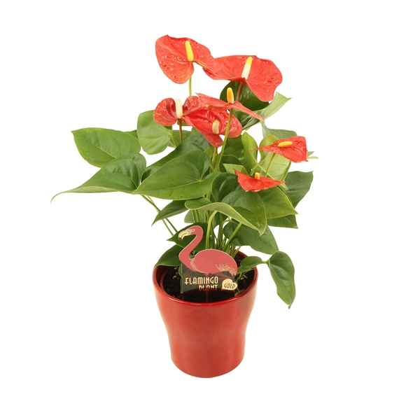 Горшечные цветы и растения оптом Anth An Jambo Red 4+ Ceramic от 6шт из Голландии с доставкой по России