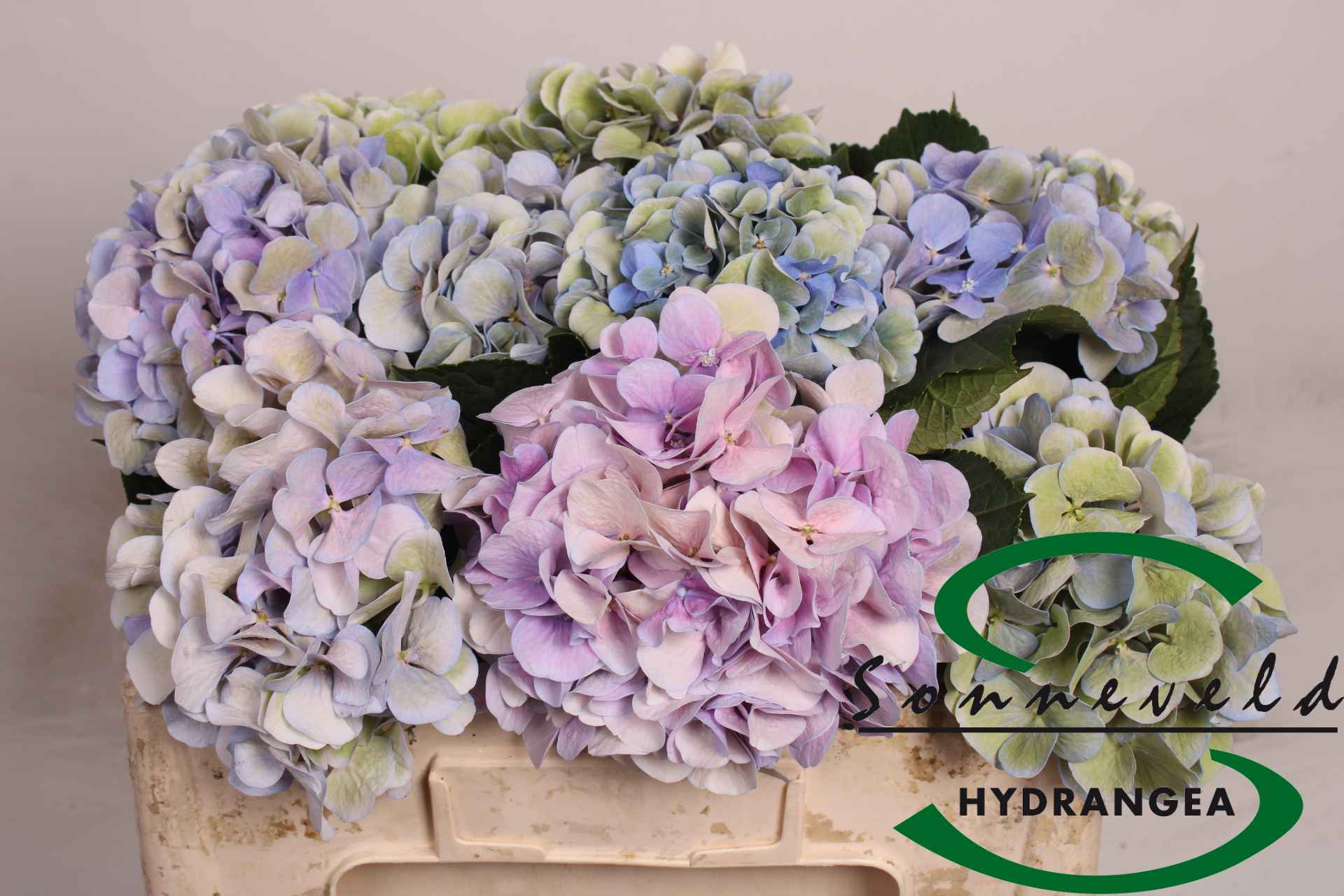 Срезанные цветы оптом Hydrangea purple green от 10шт из Голландии с доставкой по России