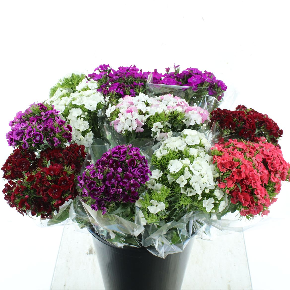 Срезанные цветы оптом Dianthus br rainbow от 10шт из Голландии с доставкой по России