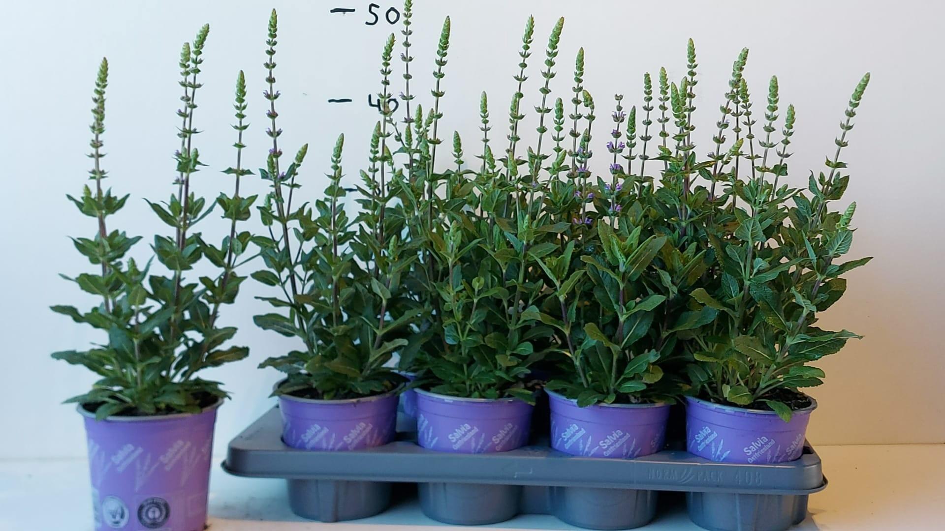 Горшечные цветы и растения оптом Salvia Ne Ostfriesl от 8шт из Голландии с доставкой по России