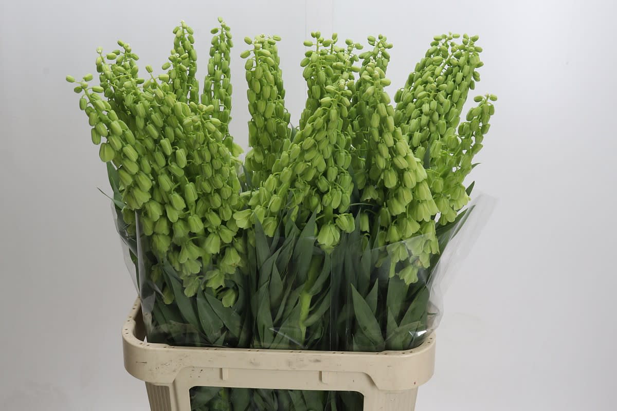 Срезанные цветы оптом Fritillaria per ivory bells от 30шт из Голландии с доставкой по России