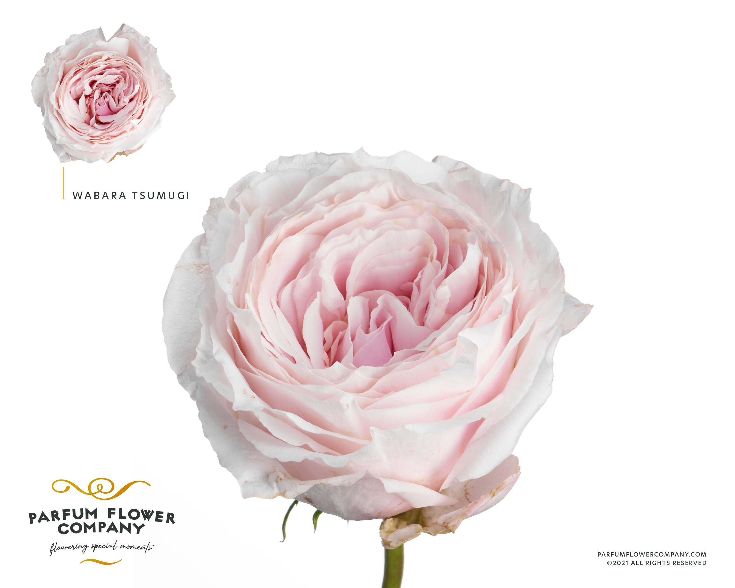Срезанные цветы оптом Rosa garden wabara tsumugi от 120шт из Голландии с доставкой по России