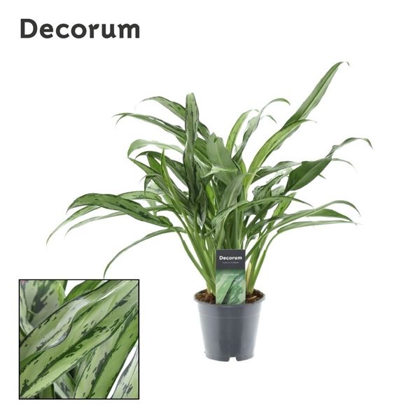 Горшечные цветы и растения оптом Aglaonema Cutlass (decorum) от 10шт из Голландии с доставкой по России