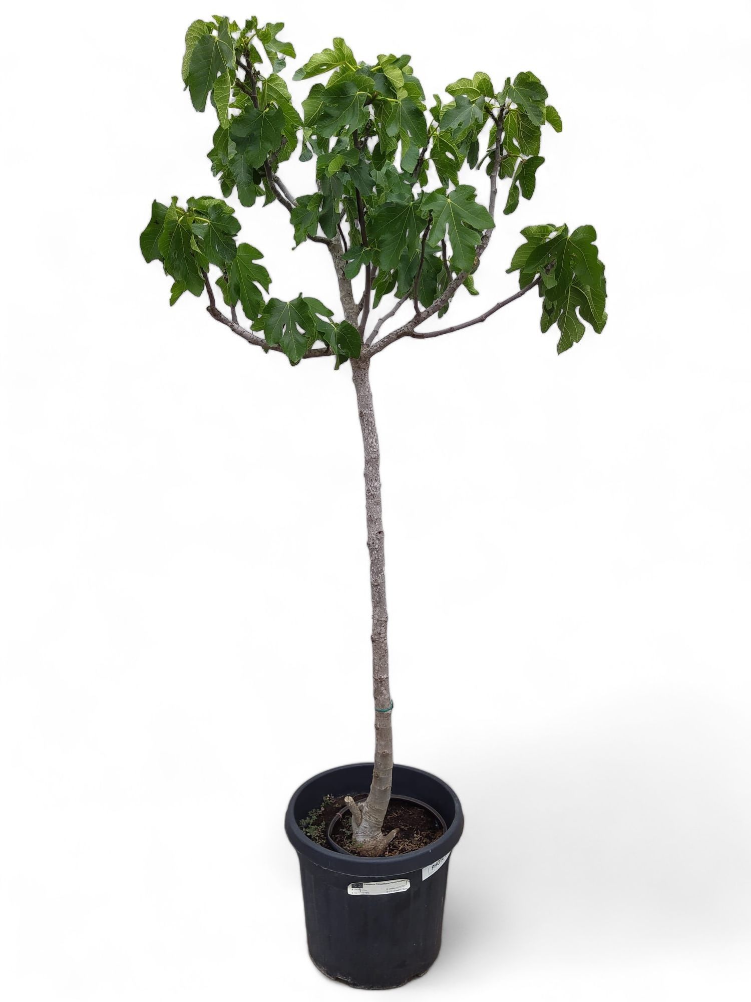 Горшечные цветы и растения оптом Ficus Carica от 1шт из Голландии с доставкой по России