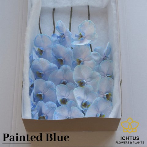 Срезанные цветы оптом Phalaenopsis paint blue от 8шт из Голландии с доставкой по России