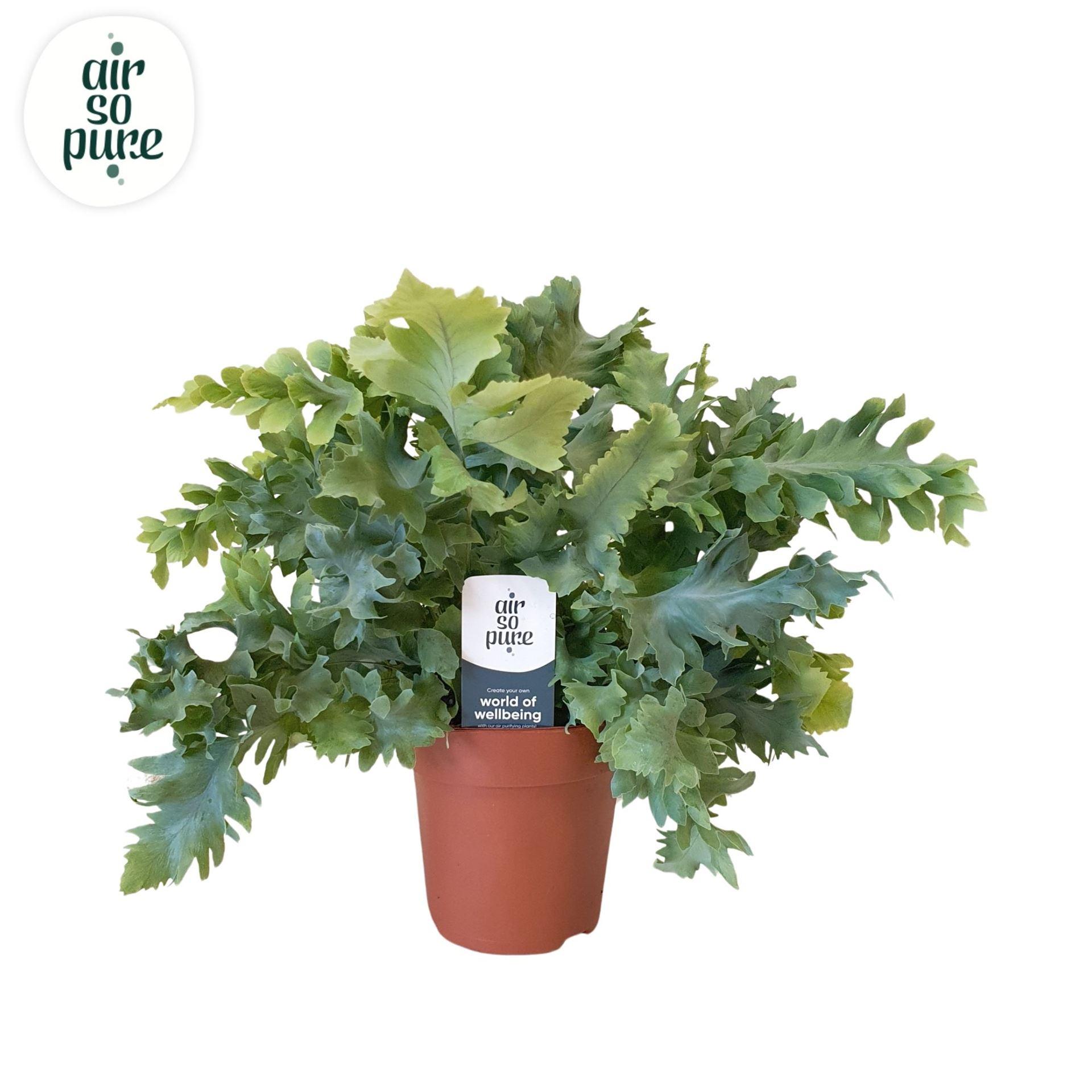 Горшечные цветы и растения оптом Peperomia Pros. от 12шт (для телеги)' из Голландии с доставкой по России